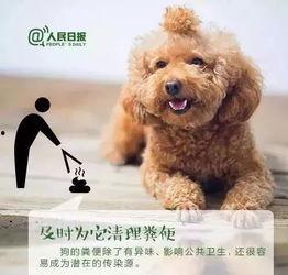 石家庄养狗最新爆料,最新爆料揭示养犬新动向  第1张